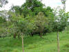 tropical hardwood, Costa Rica