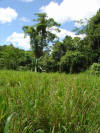 gigante grass and rain forest vegetation, Costa Rica