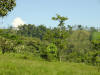 tropical hardwood, Costa Rica