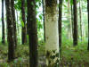 tropical hardwood tectona grandis teak, Costa Rica