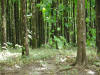 tropical hardwood tectona grandis teak, Costa Rica