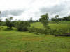 tropical hardwood and Costa Rica tree fences