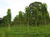 tropical hardwood tectona grandis teak plantation