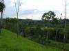 tropical hardwoods of Costa Rica