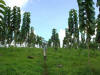 tropical hardwood plantation teak growing in Costa Rica