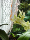 yellow orchids, Costa Rica