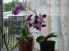 purple orchids, Costa Rica