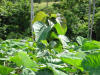 tropical hardwood tectona grandis teak agroforestry