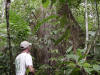 vanishing rainforest - protected rain forest costa rica