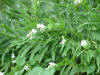 wild jasmine, Costa Rica