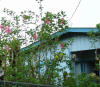 amapola flowers in Costa Rica