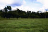 tropical hardwood and Costa Rica tree fences