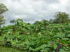 tropical hardwood tectona grandis teak agroforestry