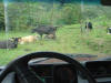 cows in road driving in costa rica