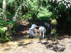 horse in stream with tropical hardwoods, Costa Rica