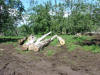 wood left to rot after deforestation of tropical hardwood Costa Rica