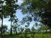 distant view of Arenal Volcano Costa Rica between tropical hardwood trees