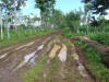 corteza tropical hardwood Costa Rica for log bridge