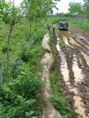 corteza log tropical hardwood costa rica