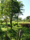 tropical hardwood in pasture for dairy cows, Costa Rica