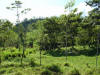 tropical hardwood, Costa Rica