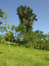 tropical hardwood Costa Rica