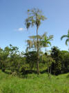 tropical hardwood costa rica