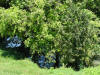 stream on Finca Leola in Costa Rica