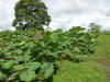 young teak tropical hardwood trees in Costa Rica