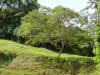 tropical hardwood Costa Rica