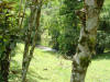 stream near Finca Leola in Costa Rica