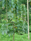  The Mahogany Tree * El árbol de caoba (English and