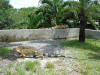 iguanas in Costa Rica