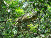 iguana sunning on tree, Costa Rica