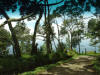 tropical hardwood trees along country lane, Ciudad Quesada, Costa Rica