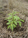 terminalia oblonga sura sur&aacute; guayabon seedling