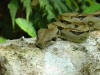 boa 8 feet long on tropical hardwood log Costa Rica