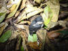 kingfisher fledgling on ground