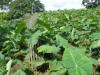 teak agroforestry field