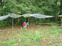 putting wild seedlings in bags