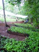 collected wild seedlings  at forest edge