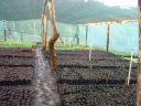 Costa Rican tree nursery interior