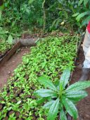 bagged wild seedlings