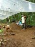 filling bags wild seedlings