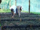 weeding seedlings in bags