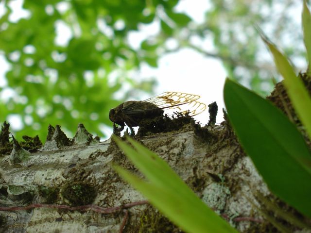 Costa Rica Wildlife